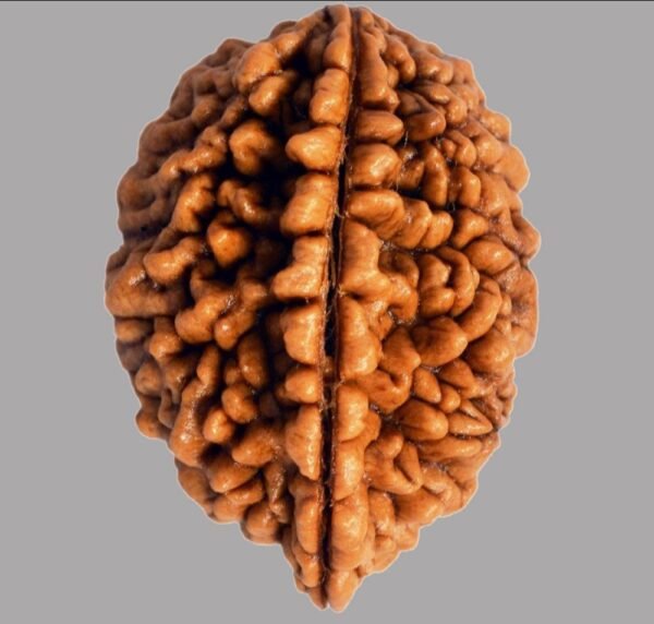2 Mukhi Rudraksha - Image 2
