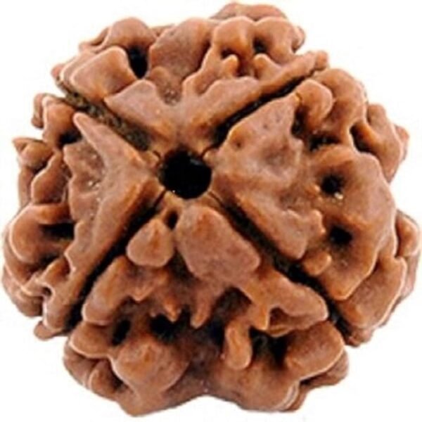 4 Mukhi Rudraksha - Image 2
