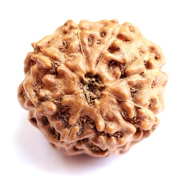 8 Mukhi Rudraksha - Image 2