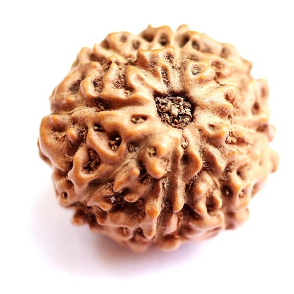 8 Mukhi Rudraksha