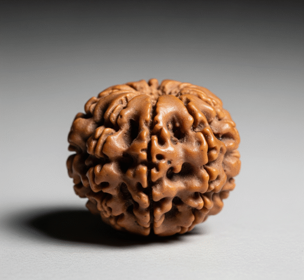 3 Mukhi Nepali Rudraksha