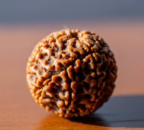1  Mukhi Nepali Rudraksha - Image 5