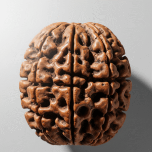 14 mukhi