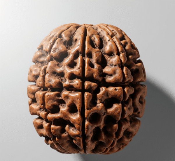 14 mukhi
